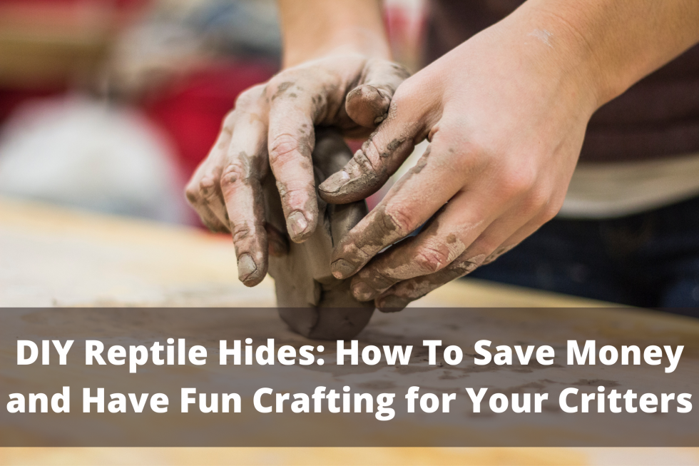 Image of hands molding clay with text: DIY REptile Hides: How to Save Money and Have Fun Crafting for Your Critters