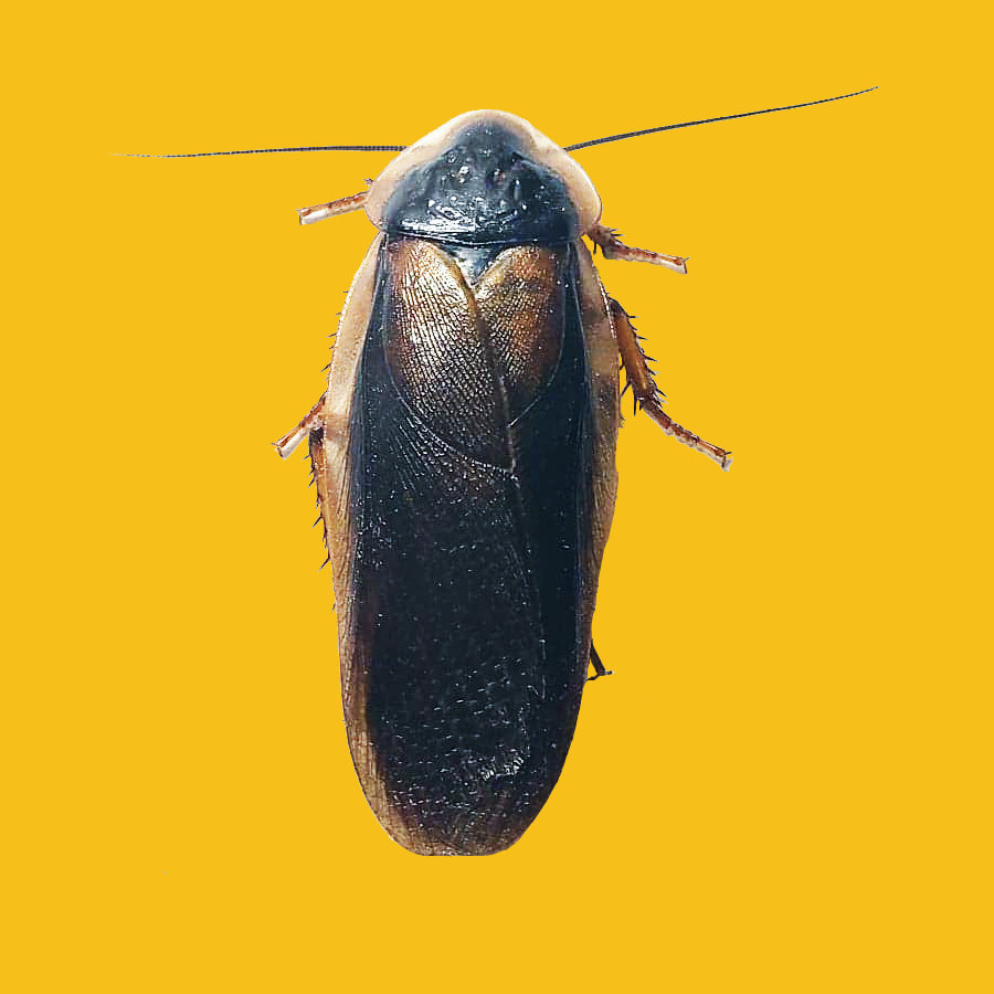 adult male dubia cockroach on gold background