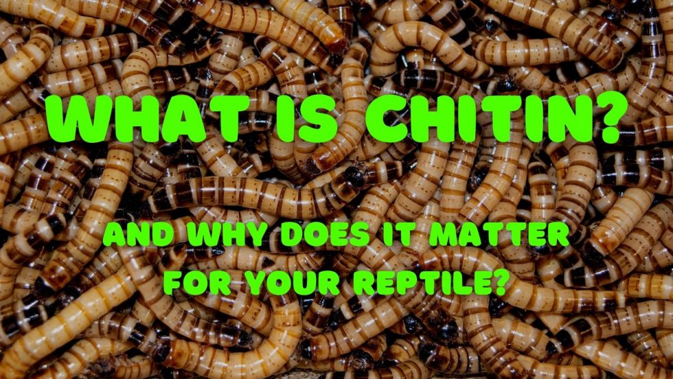 What is Chitin and why does it matter for your reptile?