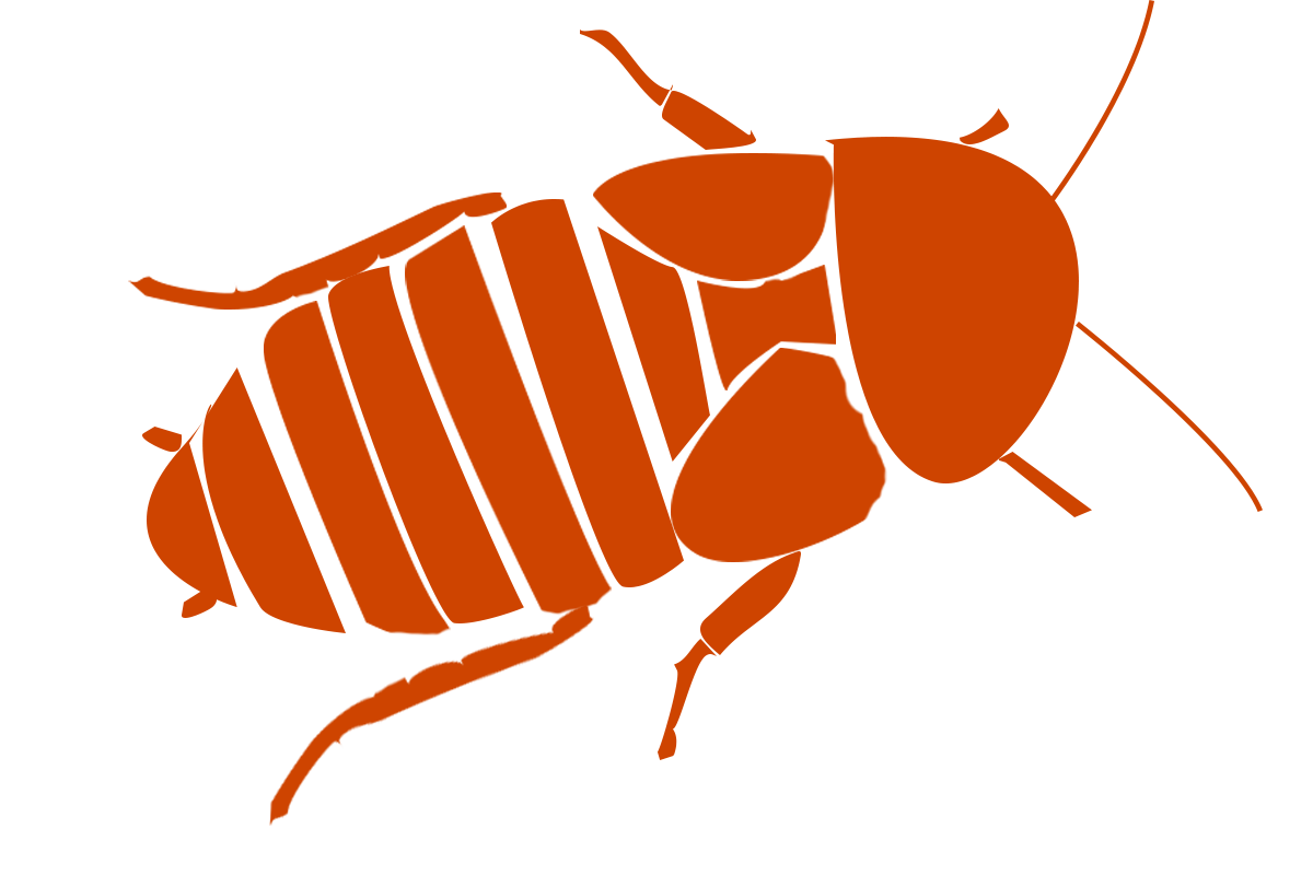 dubia roach graphic 