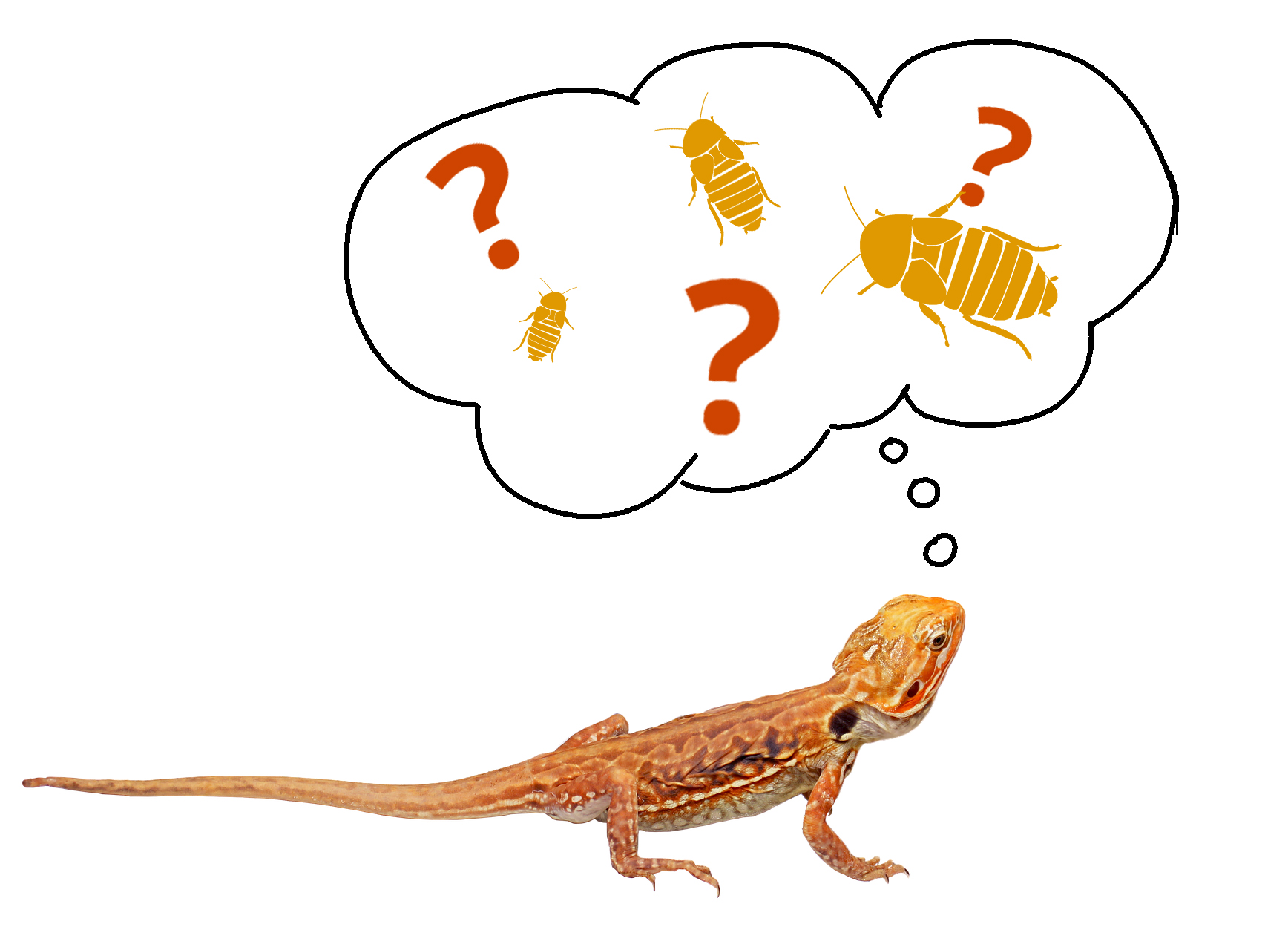 Orange bearded dragon with thought bubble containing three sizes of dubia roach and question marks 