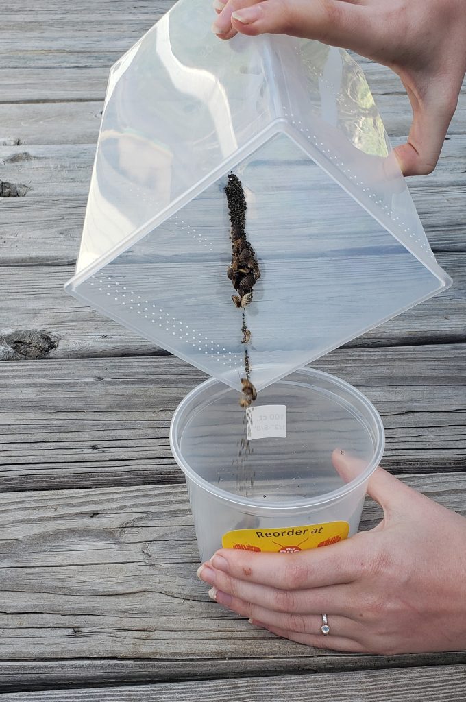 photo of person cleaning dubia roach container 