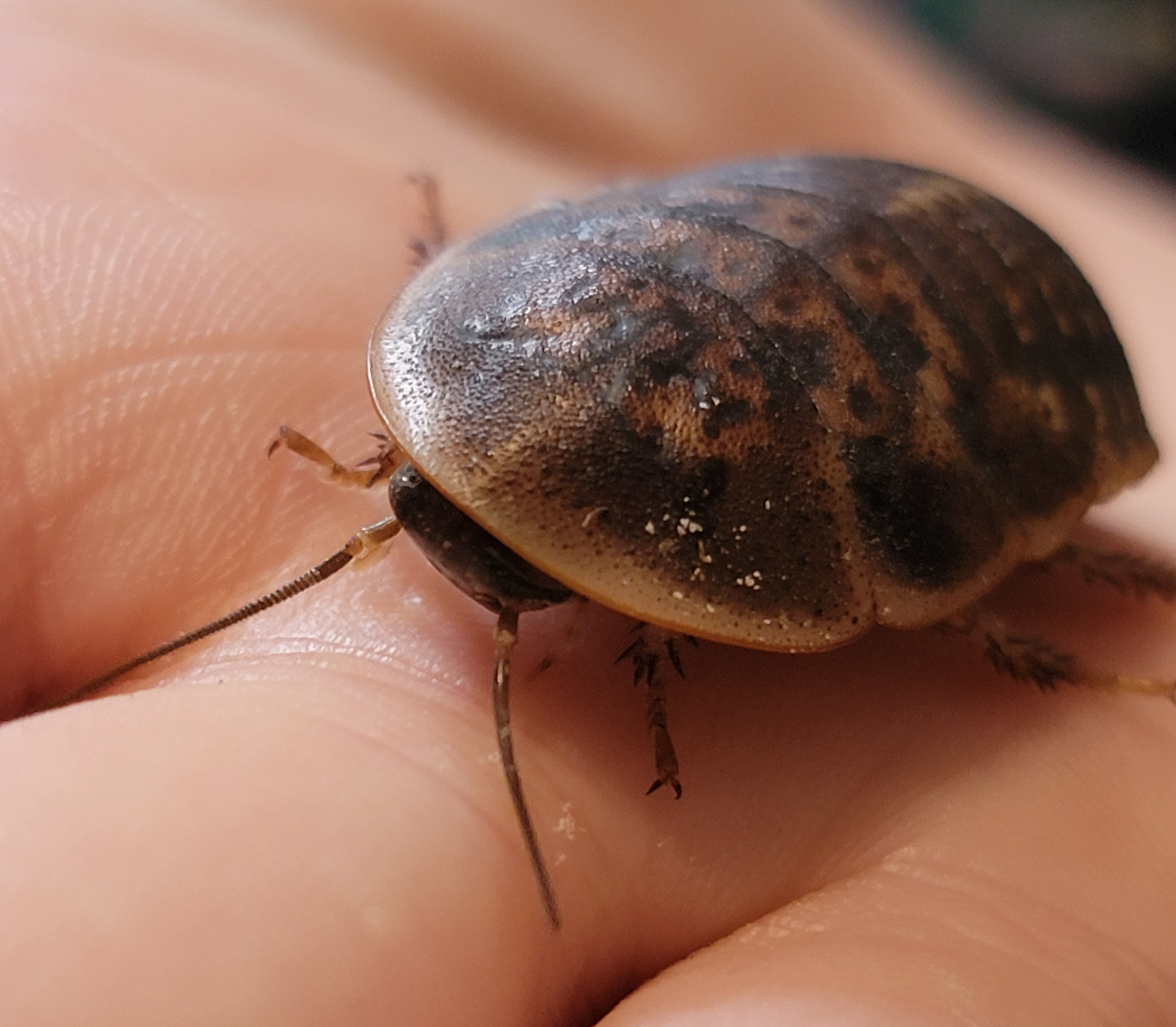 dubia nymph 