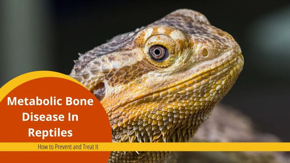 Blog header for Metabolic Bone Disease in Reptiles - How to Prevent and Treat It