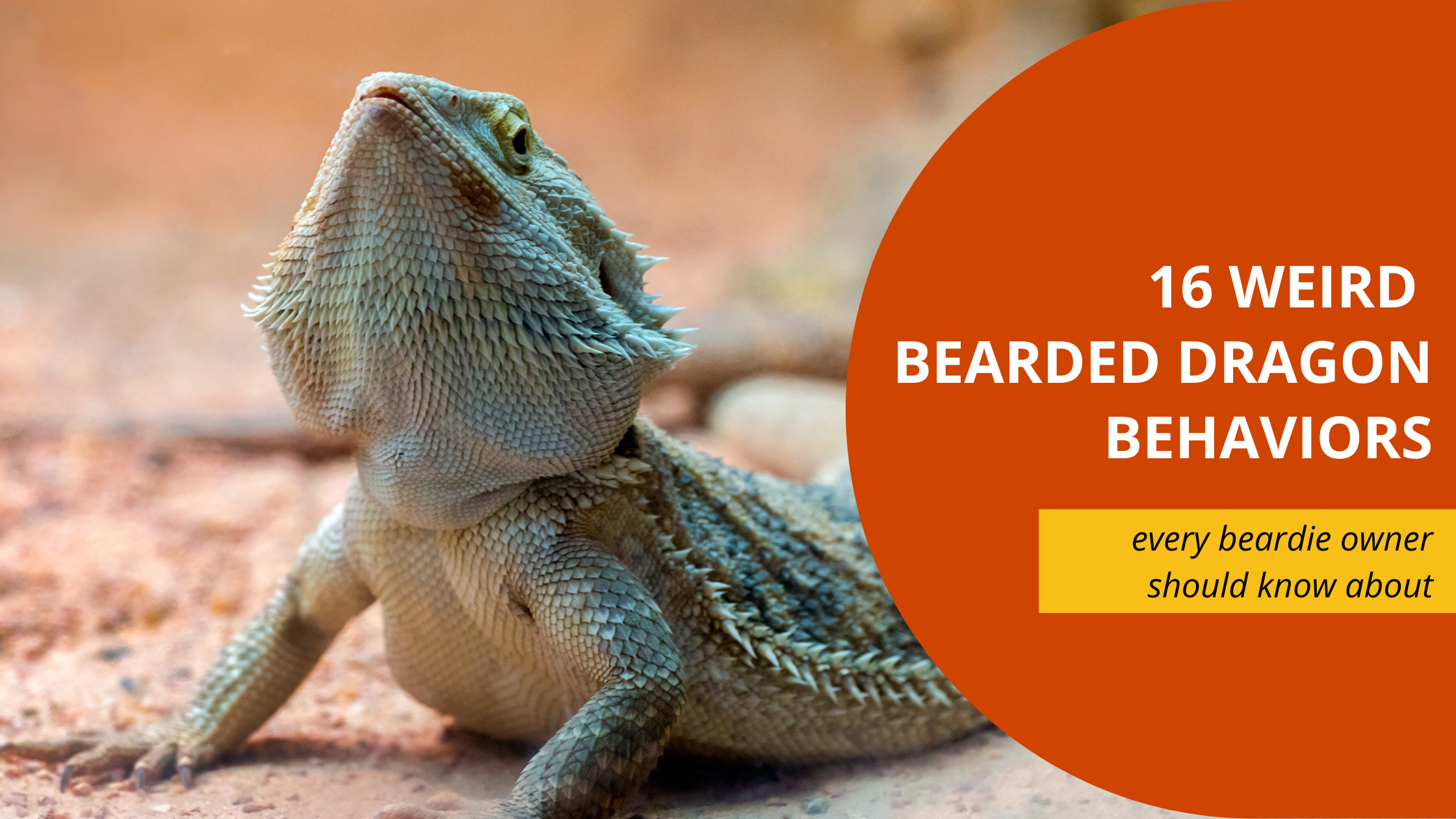 16 weird bearded dragon behaviors blog post header image