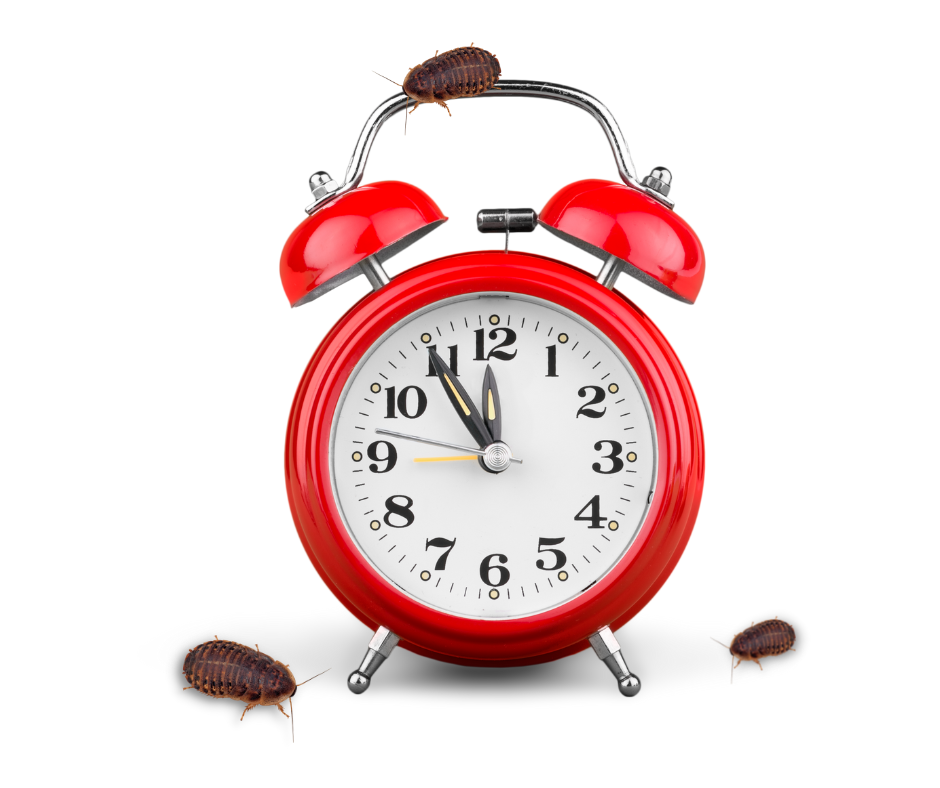 photo of alarm clock with dubia roaches