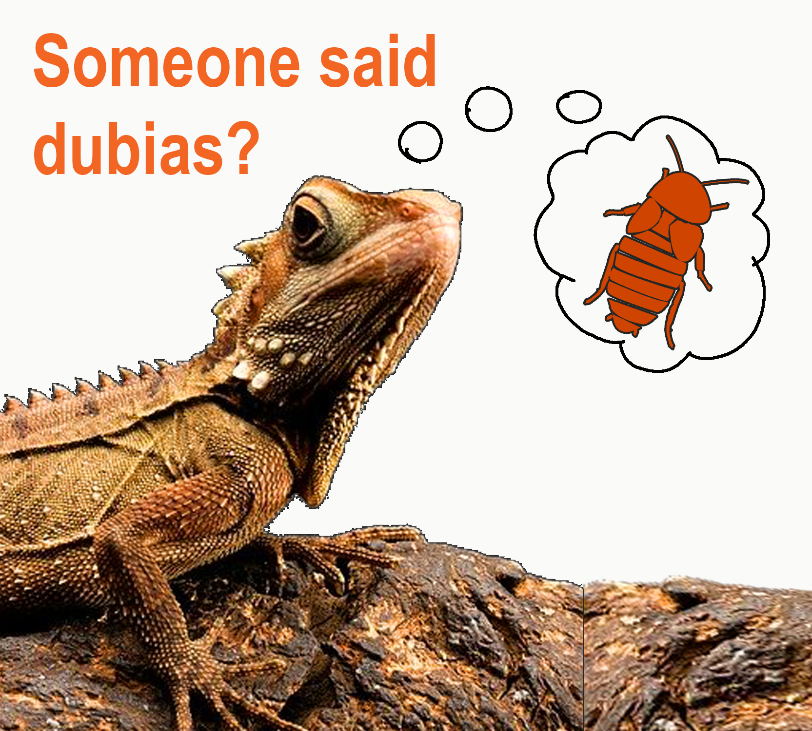 photo of bearded dragon thinking about dubia roaches with caption: “Someone said dubias?“