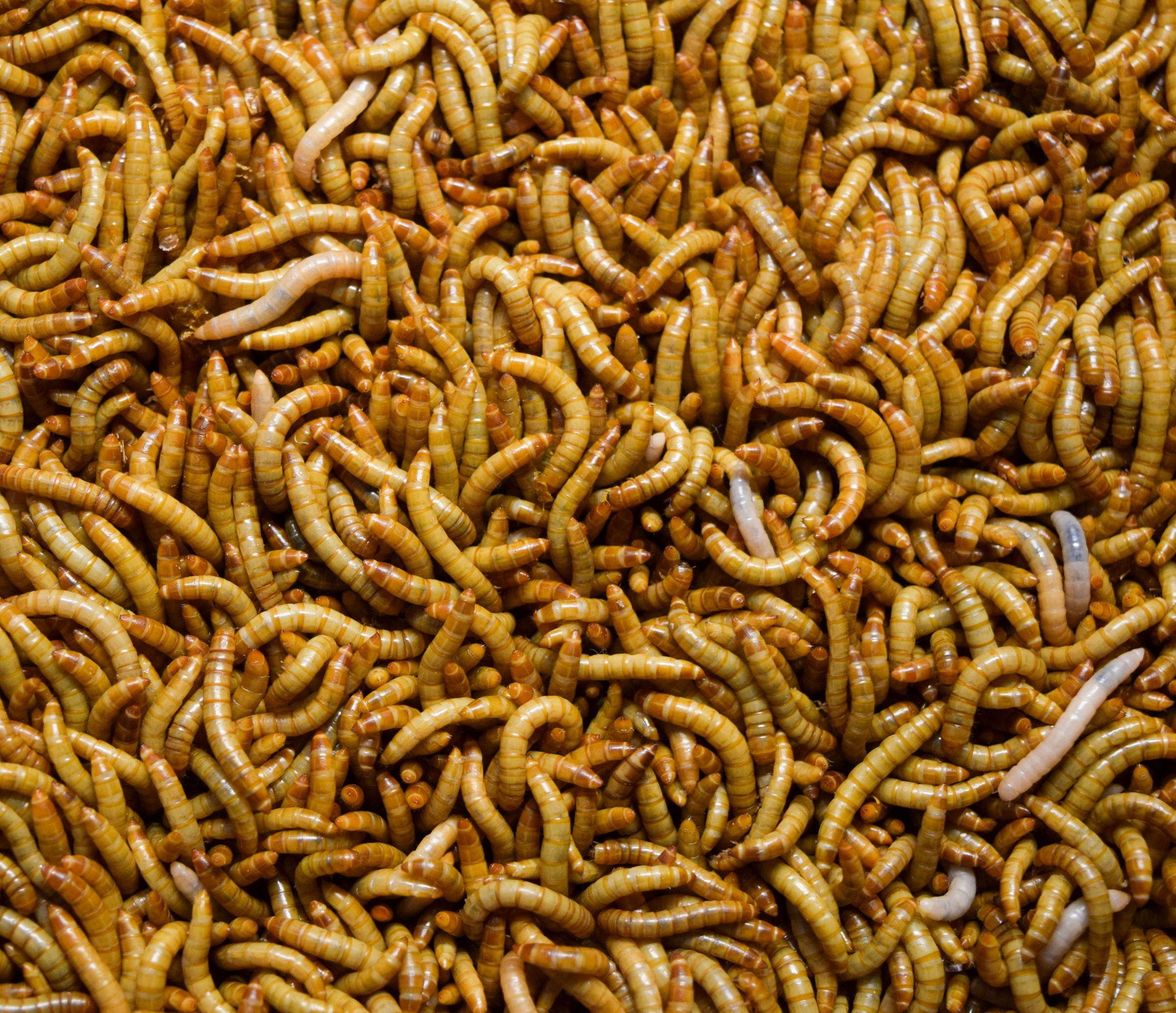 photo of mealworms