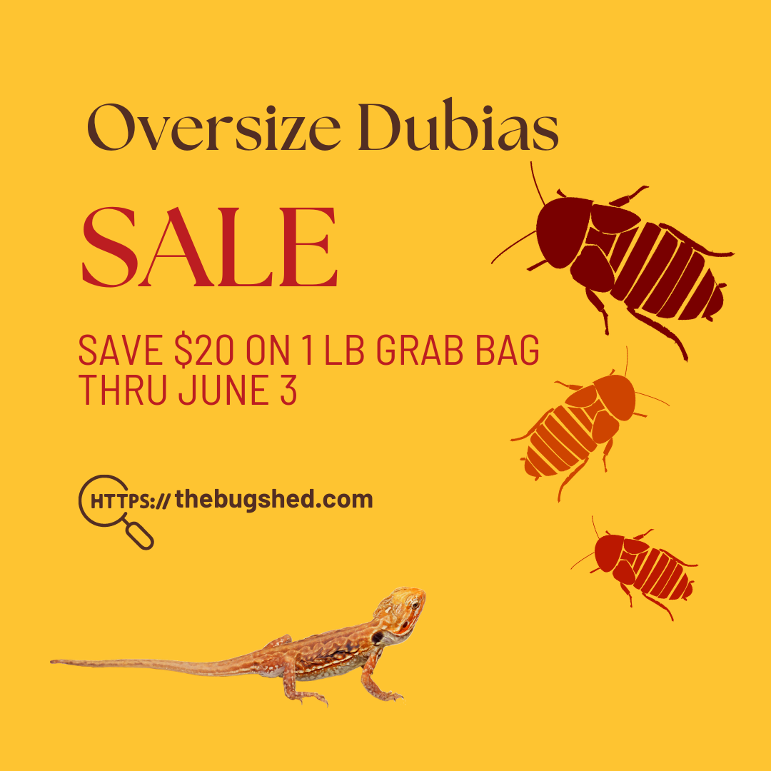 Oversize dubias sale - save $20 on 1 lb grab bag thru June 3 at TheBugShed.com