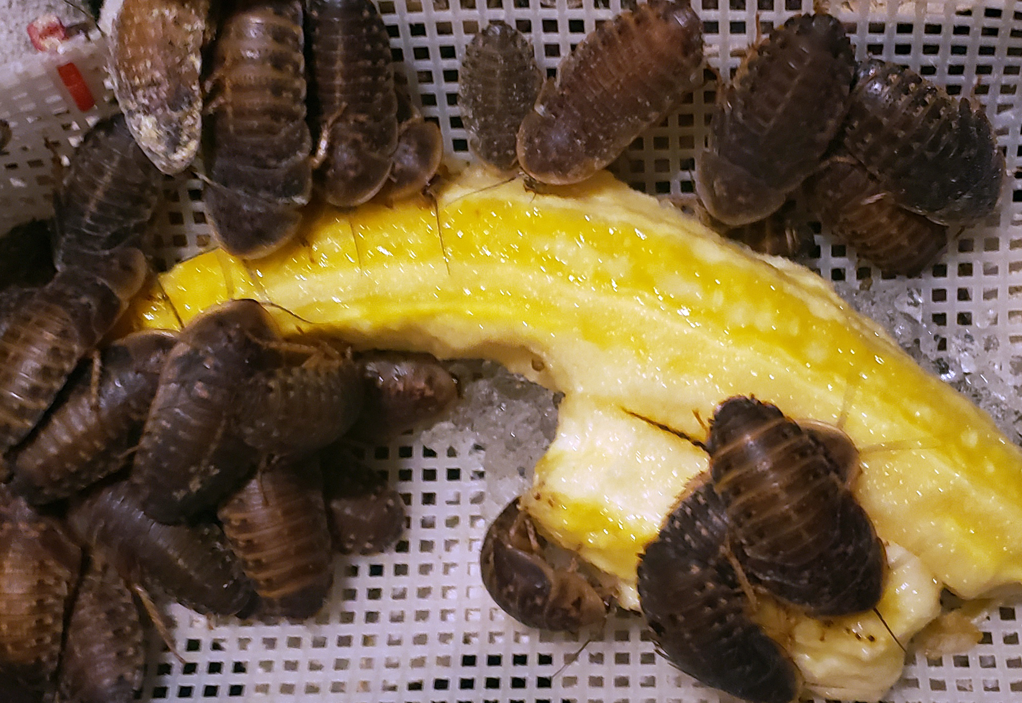 Gut loading dubia roach nymphs with banana