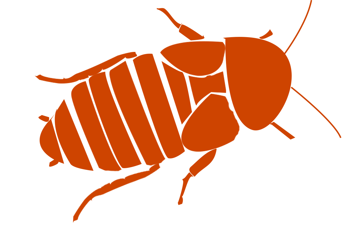 Dubia cockroach illustration - red 