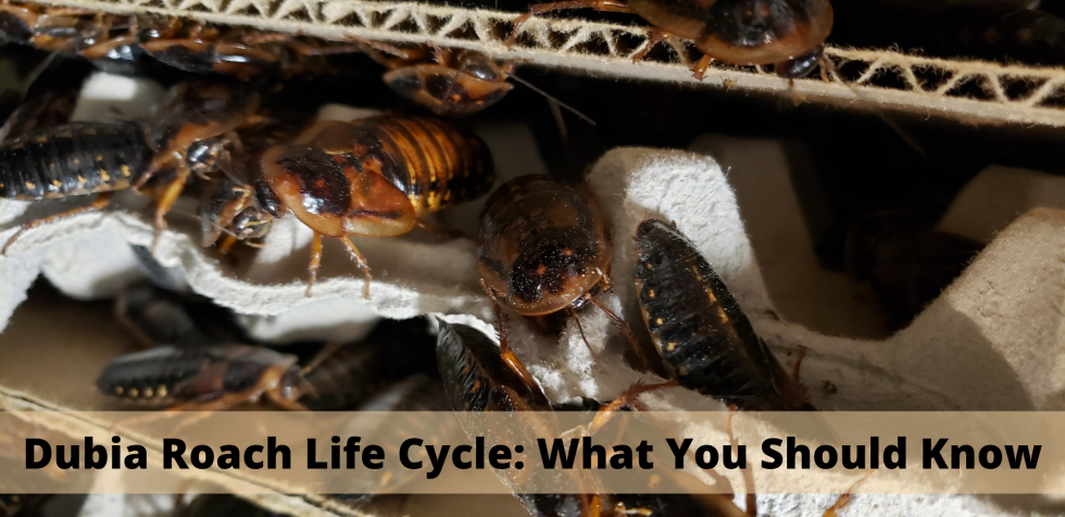 Image with headline: Dubia Roach Life Cycle: What You Should Know