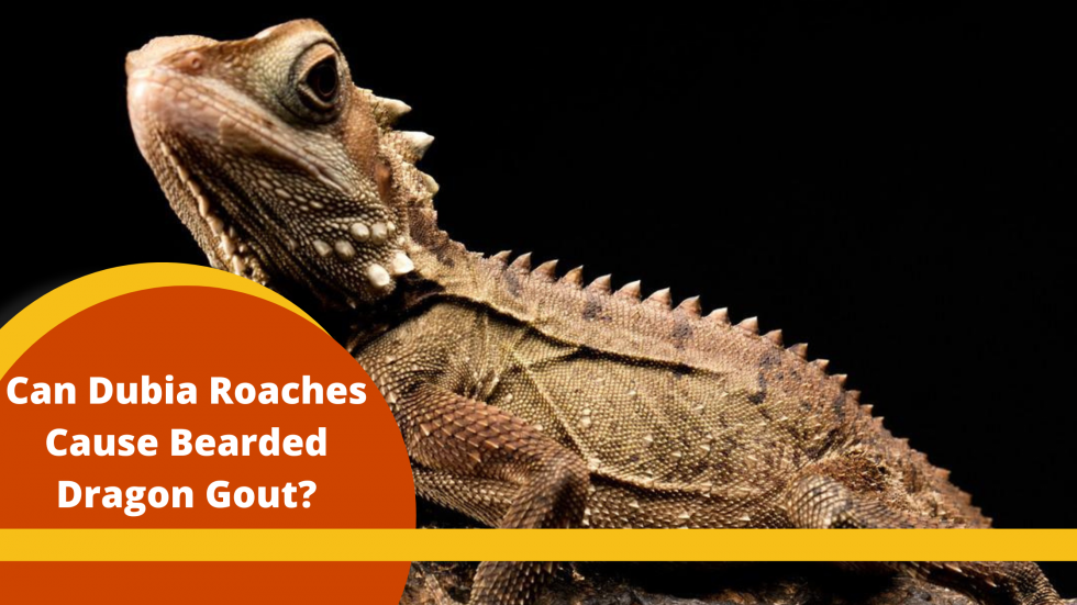 Blog header: can dubia roaches cause bearded dragon gout?