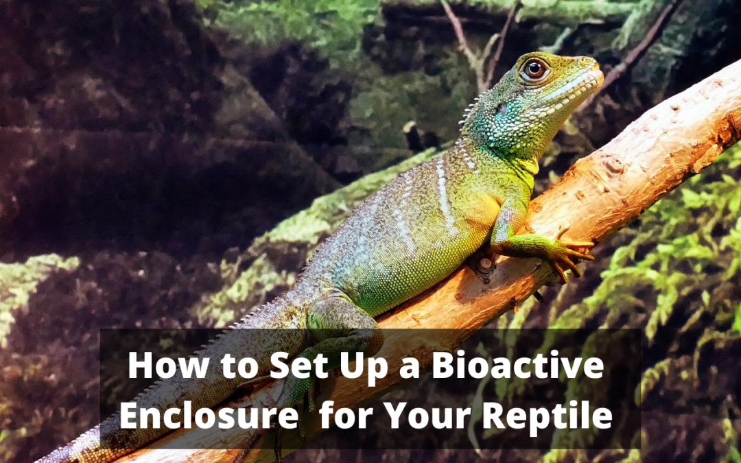 Image of lizard with title: “How to Set Up a Bioactive Enclosure for Your Reptile“