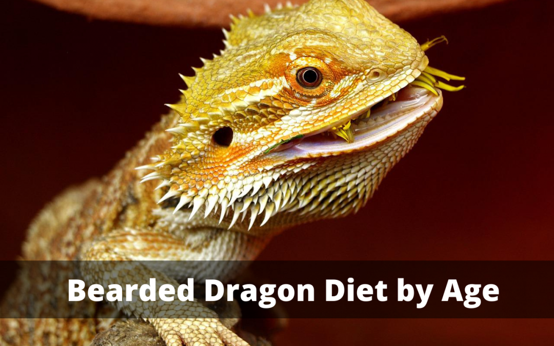 Photo of bearded dragon with title: Bearded Dragon Diet By Age