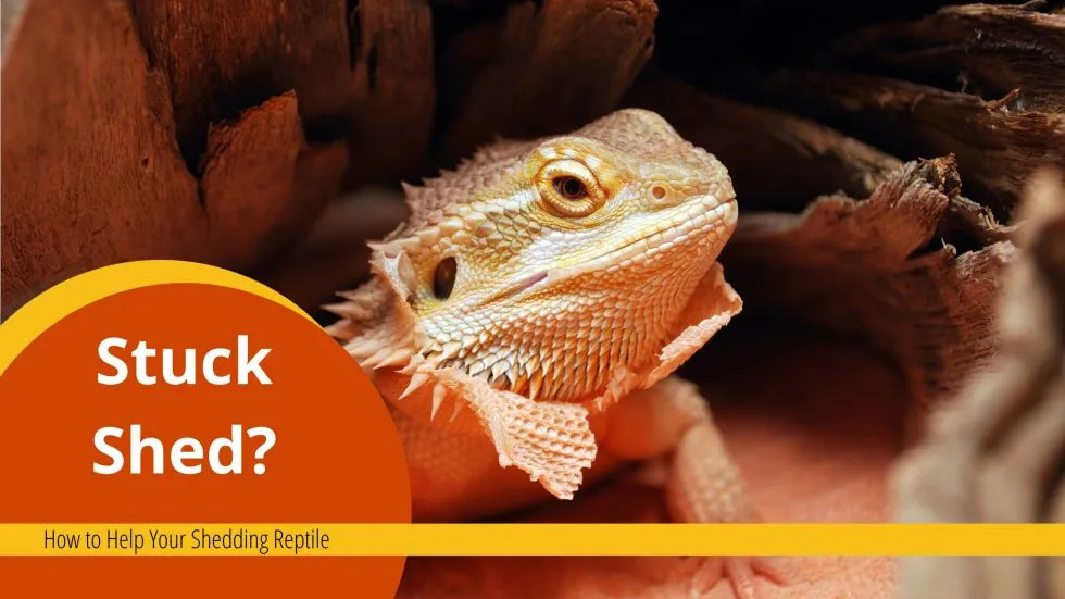 blog header: stuck shed? How to help your shedding reptile