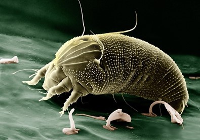 Photo of a reptile mite taken under an electron microscope 