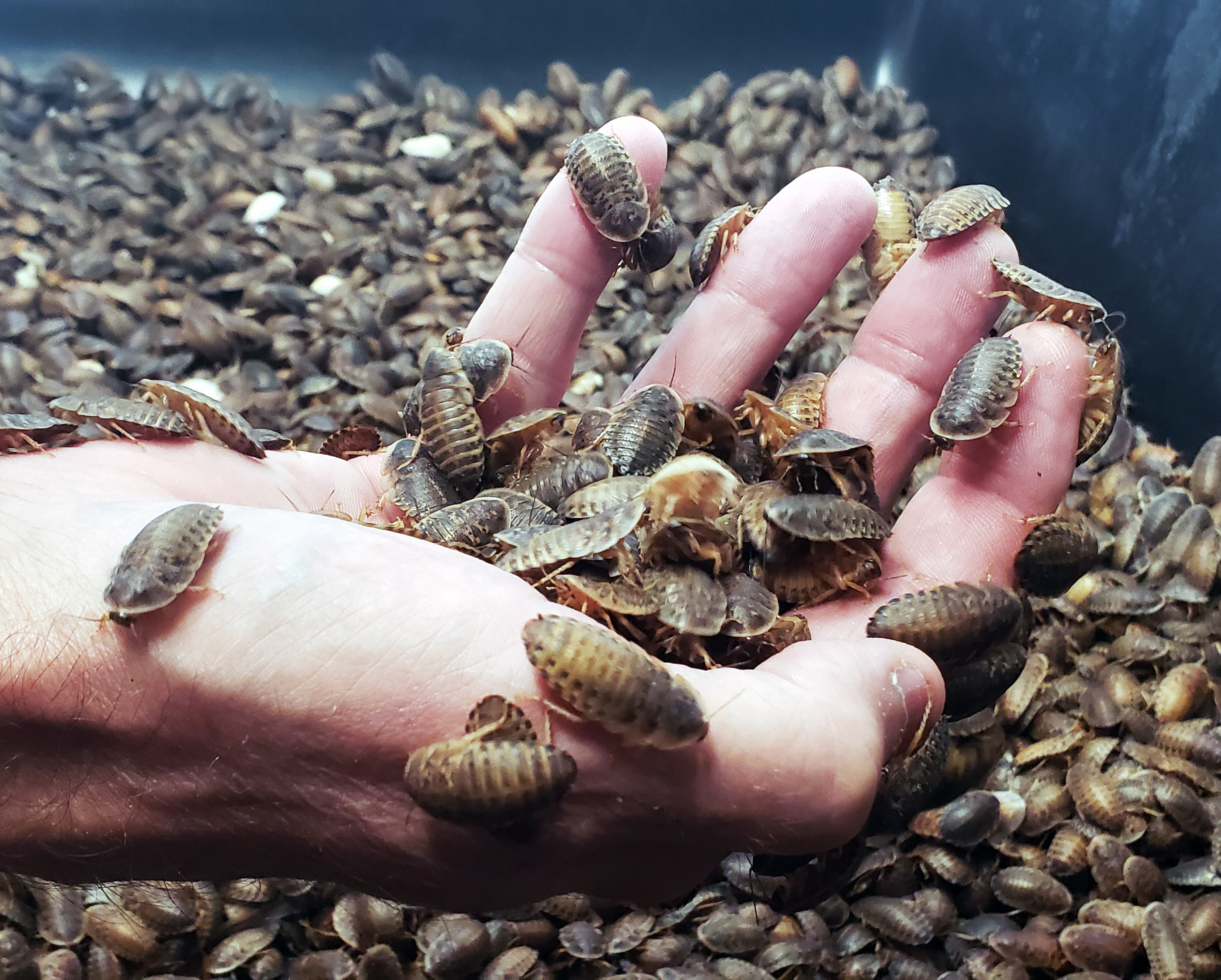 Photo of hand scooping up dubia roaches