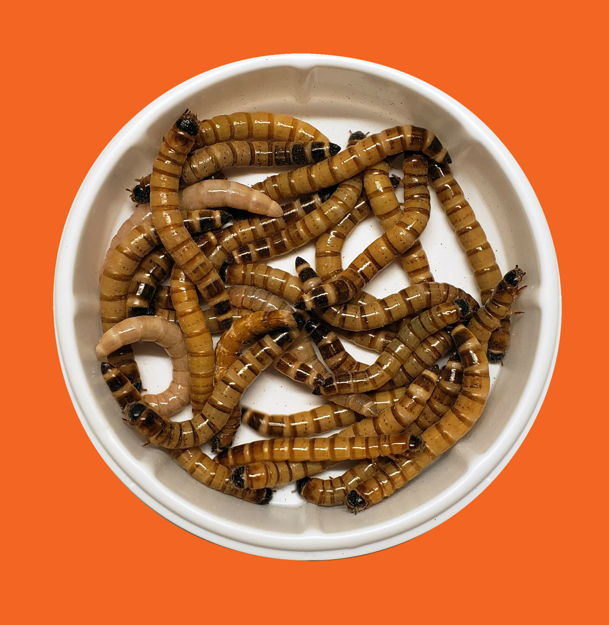 Superworms in a feeder cup