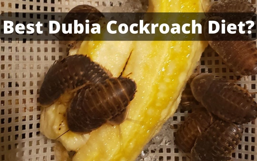 Photo meme titled “Best Dubia Cockroach Diet?“