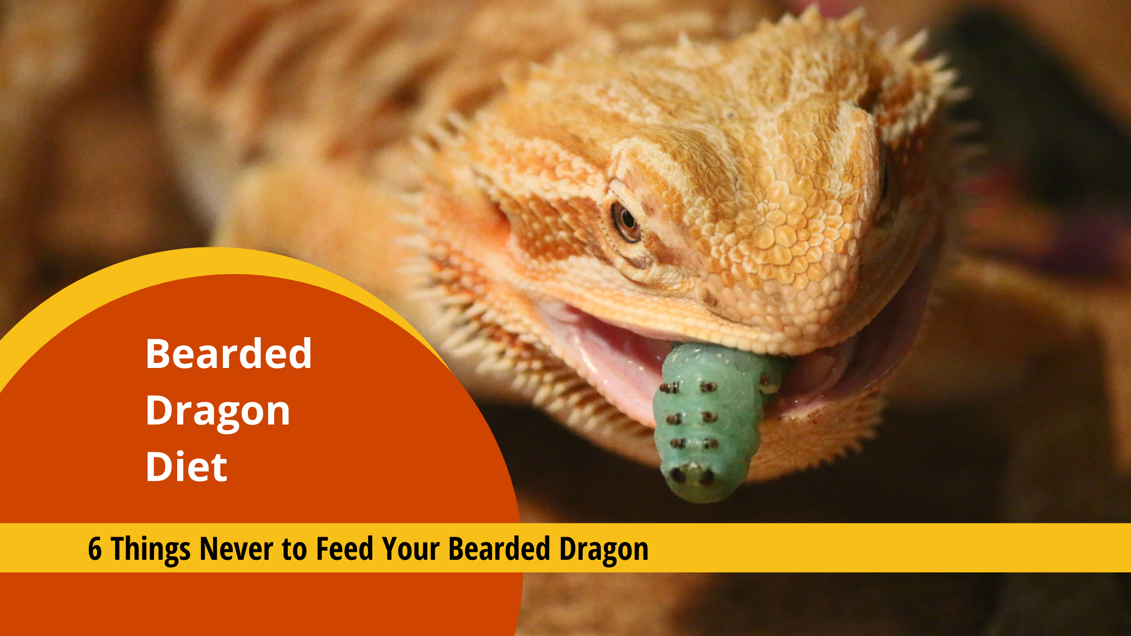 header image for 6 Things Never to Feed Your Bearded Dragon blog