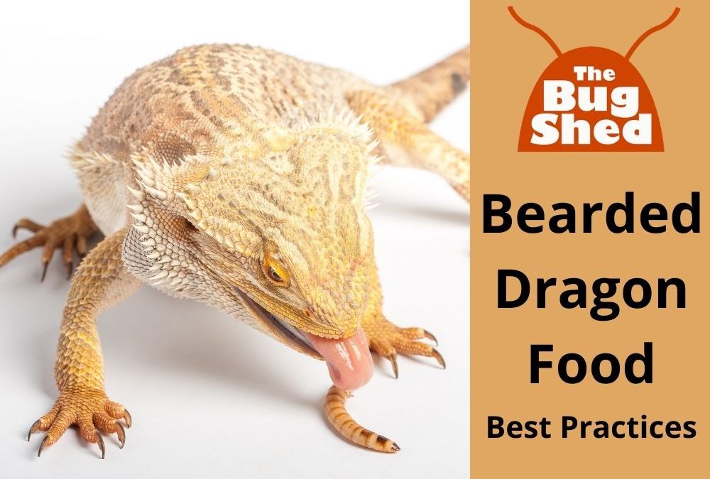 header photo for “Bearded Dragon Food Best Practices“ article