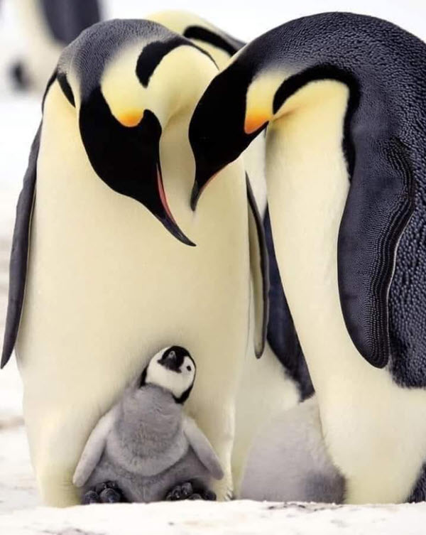 Turn your images on! You're missing a beautiful penguin family.