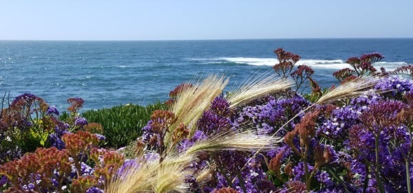 Turn on your images! You're missing a beachy flowery picture I took for you!