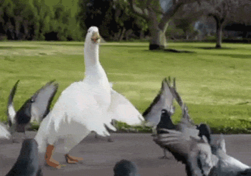 Yikes! Turn on your images! You HAVE to see this duck dance!
