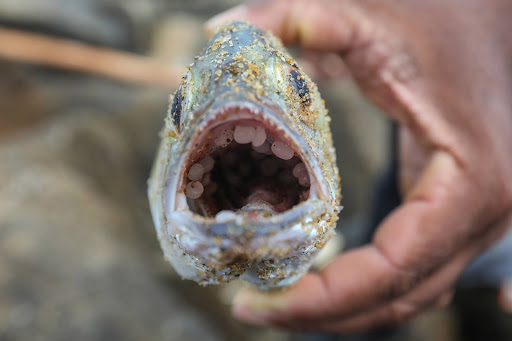 Fish with plastic nurdles in its mouth